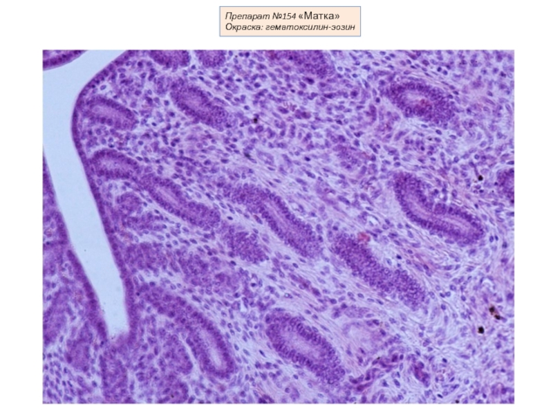 Гистология препараты фото