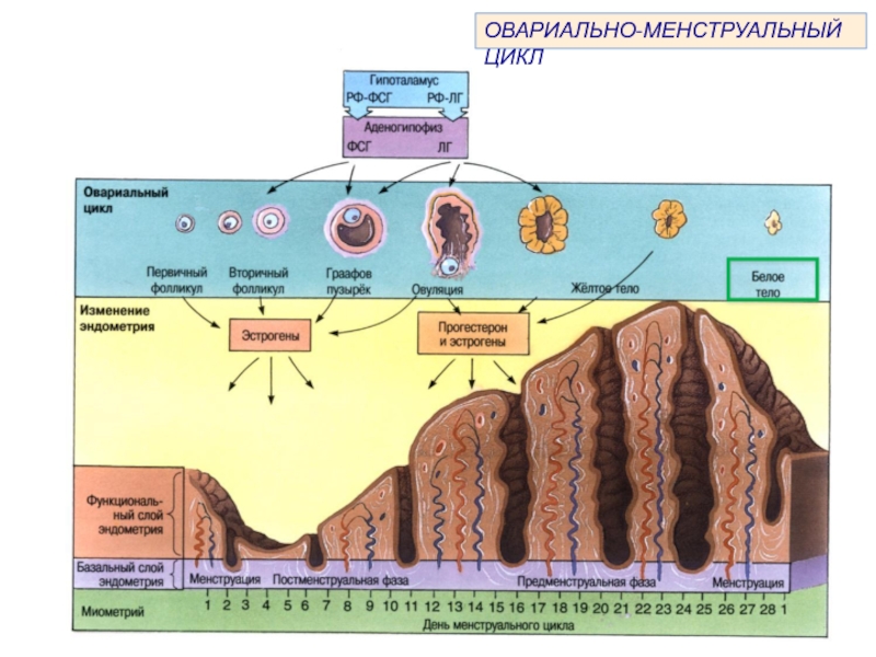 На протяжении всего цикла. Овариально маточный цикл гистология. Овариально менструальный цикл регуляция. Менструально-овариальный цикл схема. Фазы овариально маточного цикла.