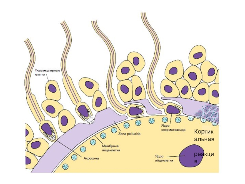 Клеточная зона. Кортикальная реакция оплодотворения. Кортикальная реакция при оплодотворении. Акросомная и кортикальная реакция при оплодотворении. Кортикальная реакция это гистология.
