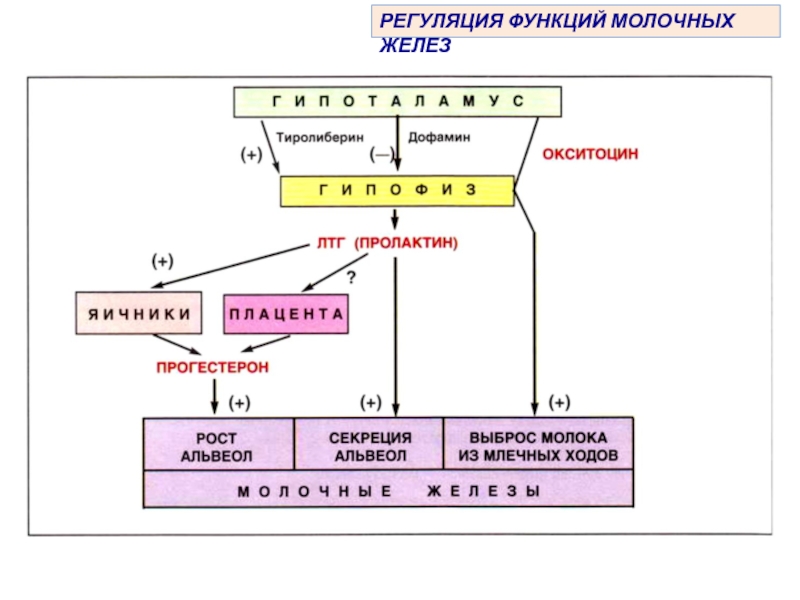 Схема регуляции лактации