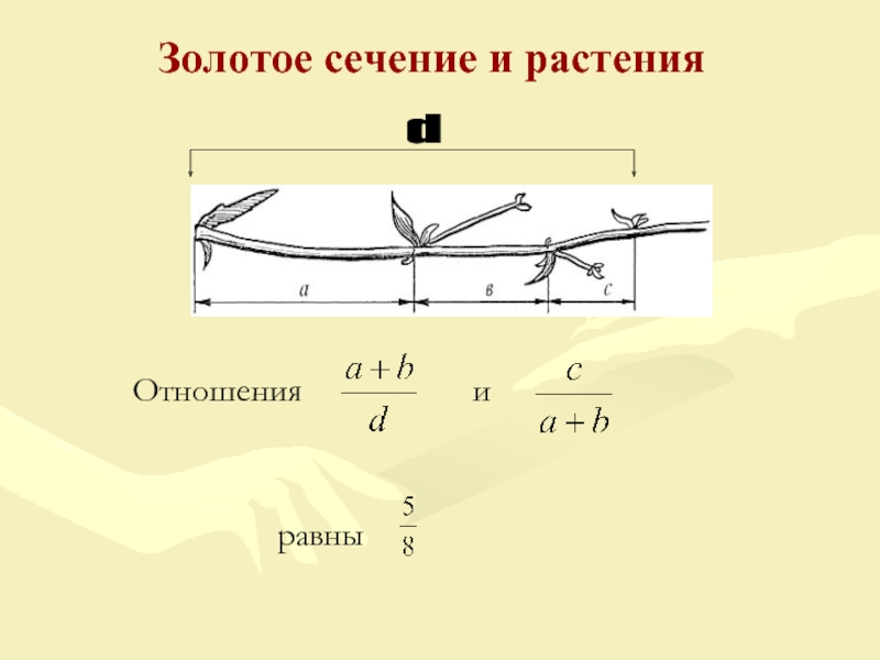 Золотое сечение в живой природе презентация