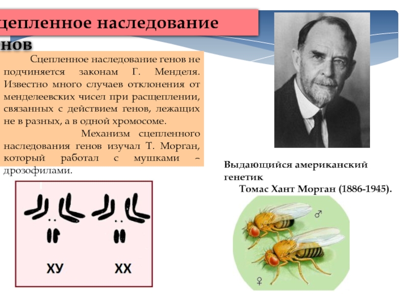 Хромосомная теория наследственности сцепленное наследование генов презентация