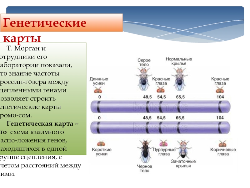 Генетическая карта показывает