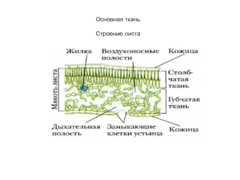 Ткань листа рисунок