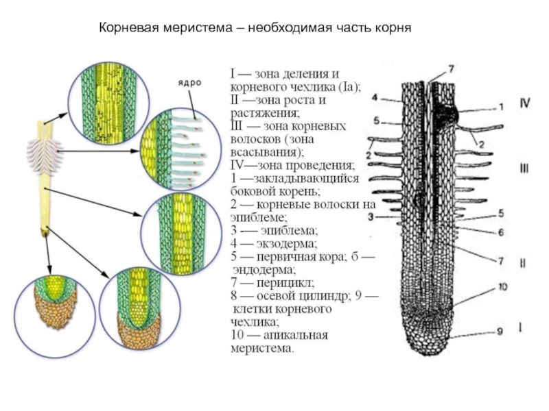 Кончик корня набор хромосом