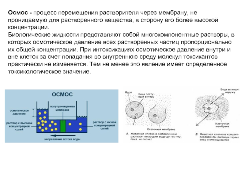 Осмотическое давление изотонического раствора. Осмос в клетке схема. Схема осмоса через мембрану. Осмос через клеточную мембрану. Осмос процесс.