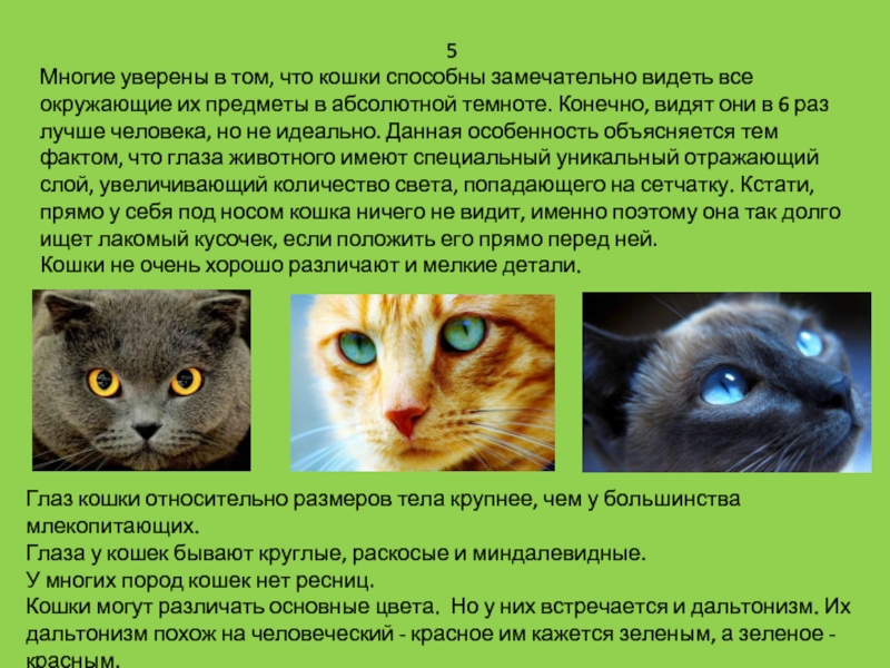 Какие особенности кошки. Факты о кошачьих глазах. Особенности кошачьего зрения. Зрение кошек. Особенности глаз кошек.