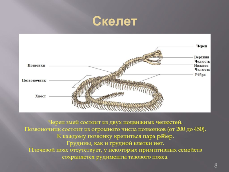 Шейный отдел пресмыкающихся состоит из. Змея строение скелета. Строение скелета змеи кратко. Строение скелета змеи анатомия. Скелет пресмыкающихся грудная клетка.