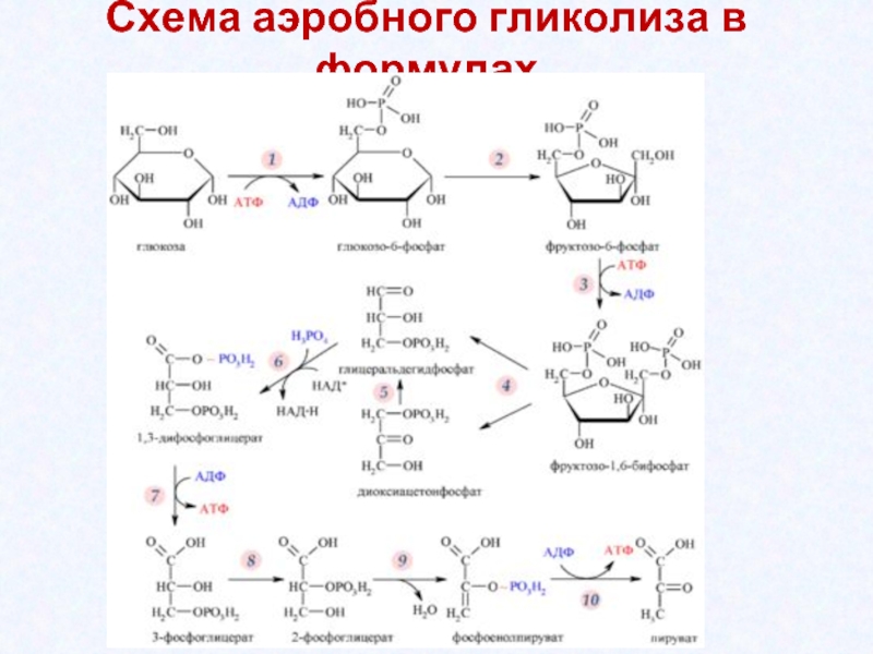 Анаэробное окисление атф. Схема анаэробного гликолиза биохимия. Аэробный гликолиз формула. Механизм образования АТФ схема гликолиза. Цикл гликолиз схема.