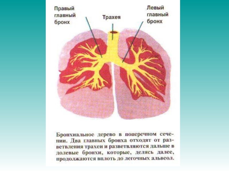 Главные бронхи. Правый и левый главные бронхи. Правый и левый главный бронх. Правого главного бронха. Левый главный бронх.