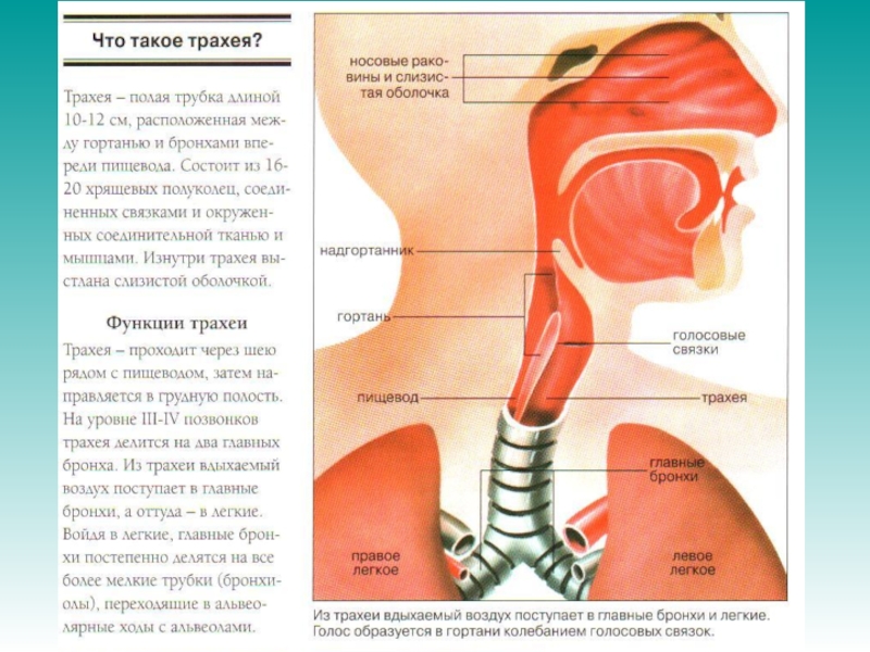 Трахея относительно пищевода. Анатомия глотка гортань трахея. Пищевод и трахея и голосовые связки. Глотка гортань пищевод анатомия. Трахея и пищевод расположение у человека анатомия.