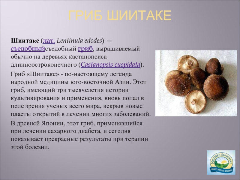 При диабете можно есть грибы. Шиитаке Lentinula edodes. Шиитаке грибы Императорский шампиньон. Характеристика гриба шиитаке. Шиитаке информация.