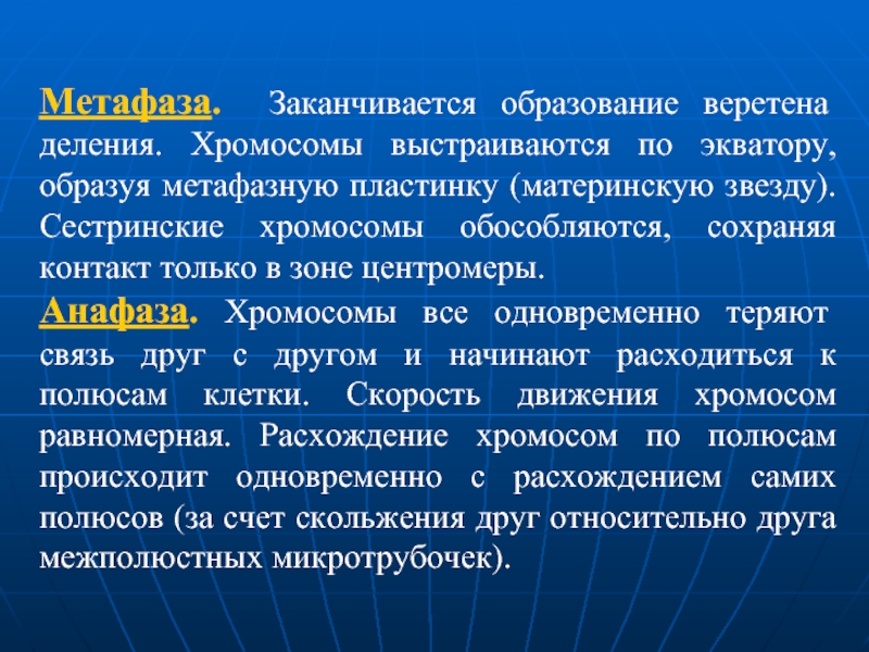 Хромосомы выстраиваются по экватору. Хромосомы выстраиваются. Хромосомы выстраиваются в метафазную пластинку. Заканчивается образование веретена деления хромосомы. Что значит сестринские хромосомы.