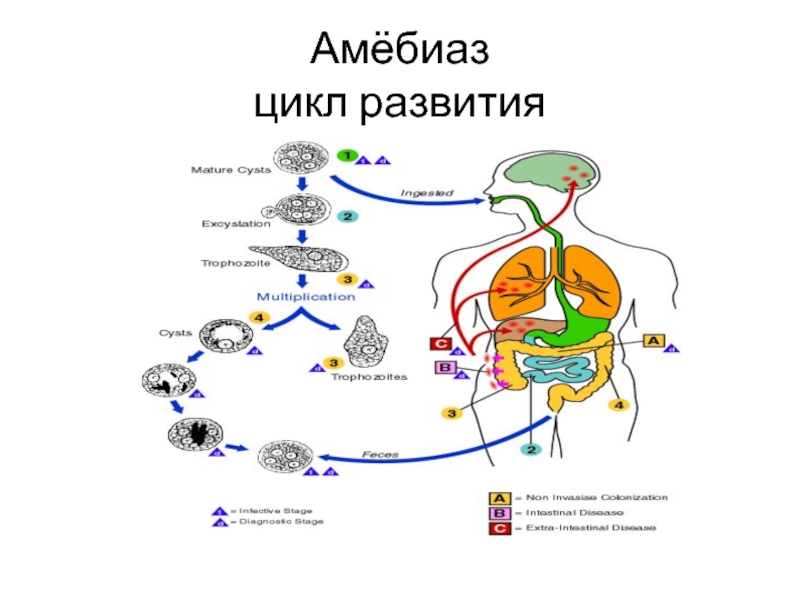 Схема развития амебиаза