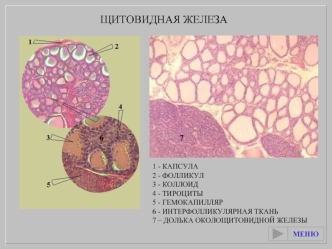 Щитовидная железа