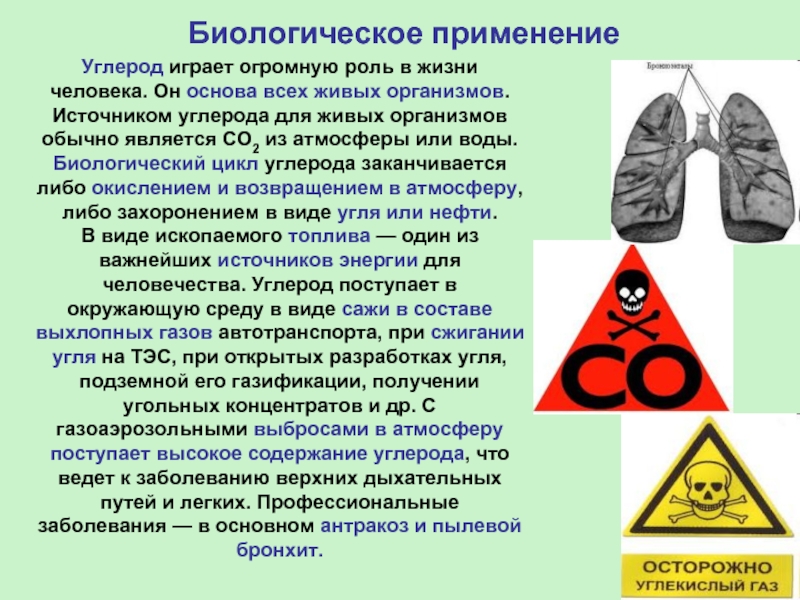 Проект углерод в моем организме