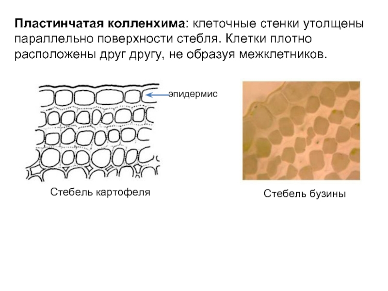 Механическая ткань стебля. Механическая ткань листа пластинчатая колленхима. Пластинчатая ткань колленхима. Уголковая колленхима черешка листа пластичная колленхима. Клеточная стенка колленхимы.