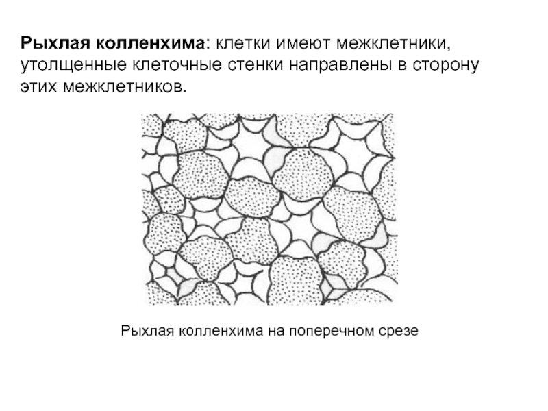 Колленхима. Колленхима на поперечном срезе. Рыхлая колленхима черешка листа. Механическая ткань у листа рыхлая колленхима. Колленхима форма клеток.