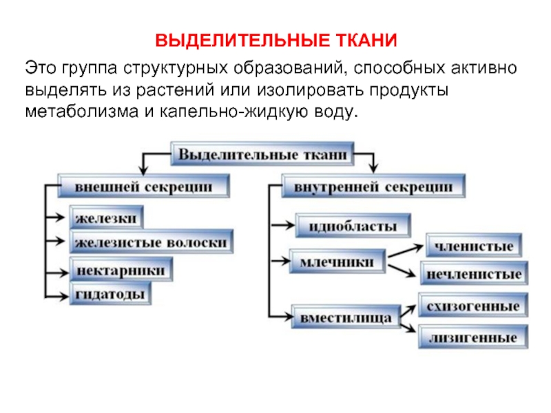 Выделительные ткани. Выделительные ткани внутренней секреции растений. Выделительные ткани наружной рекреции. Выделительные ткани наружной секреции функции. Ткани растений выделительная ткань.