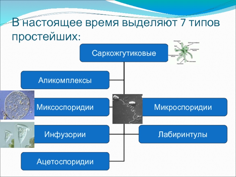 Простейшие выделяют. Подцарство простейшие Тип Саркожгутиковые. Типы простейших схема. Животные Тип простейшие Саркожгутиковые. Царство простейшие классификация.