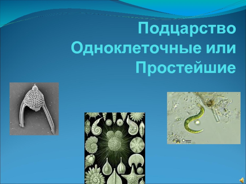 Признаки подцарства простейшие. Подцарство одноклеточные Тип Саркожгутиковые. Подцарство одноклеточные или простейшие. Одноклеточные паразиты. Классификация одноклеточных животных.