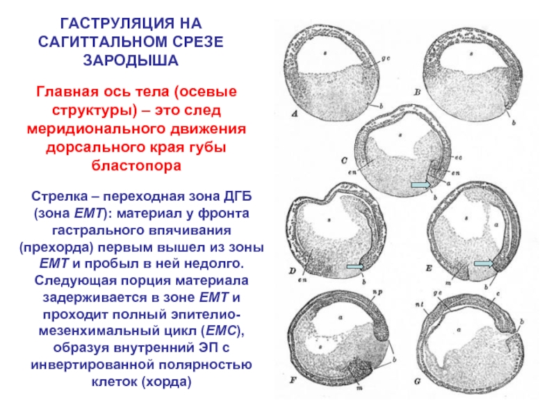 Рассмотрите рисунок почему зародыш удерживается в матке а неоплодотворенная яйцеклетка нет