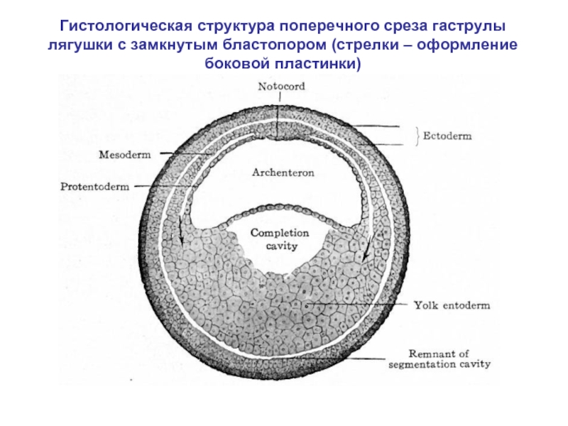 Гаструла лягушки рисунок