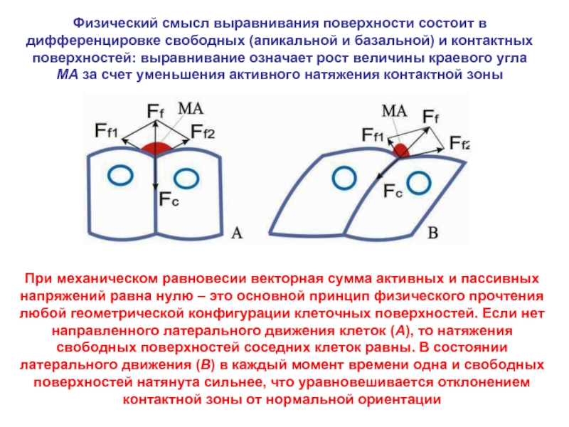 Выравнивание поверхности. Контактные поверхности. Полигенетические поверхности выравнивания. Контактная плоскость.