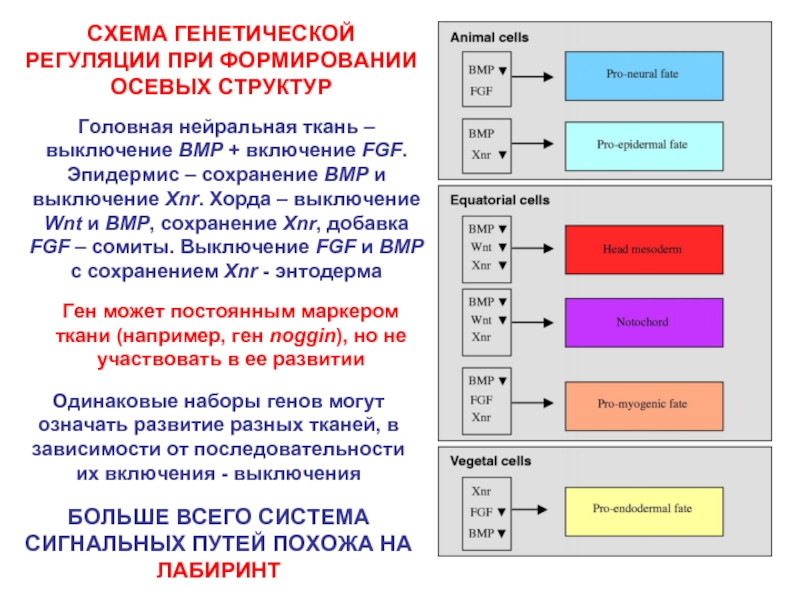 Состав оси. Генетическая регуляция развития. Неверно что генетическая регуляция развития. Функции Регуляторная генетических структур. Гены участвующие в формировании оси.