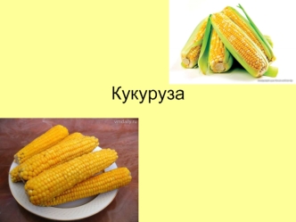 Кукуруза