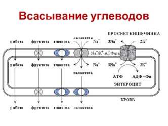 Всасывание углеводов