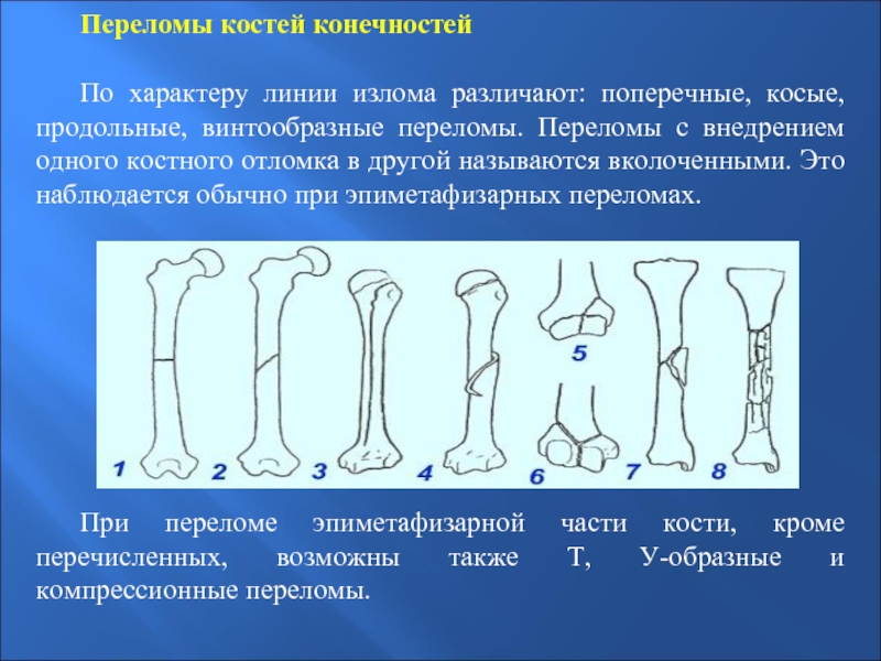 6 трубчатых костей