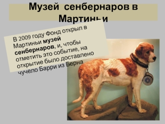 Музей  сенбернаров в Мартиньи