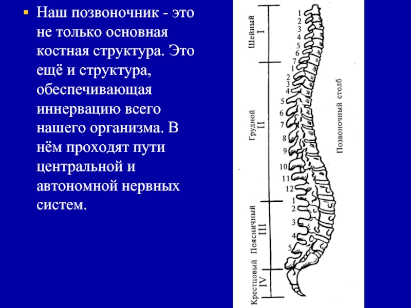 Позвоночные это. Ось позвоночника. Наш позвоночник. Передняя опорная ось позвоночника. Продольная ось позвоночника отклонена.