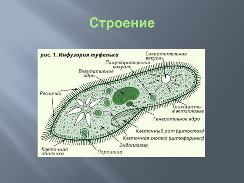 Инфузория туфелька рисунок с подписями