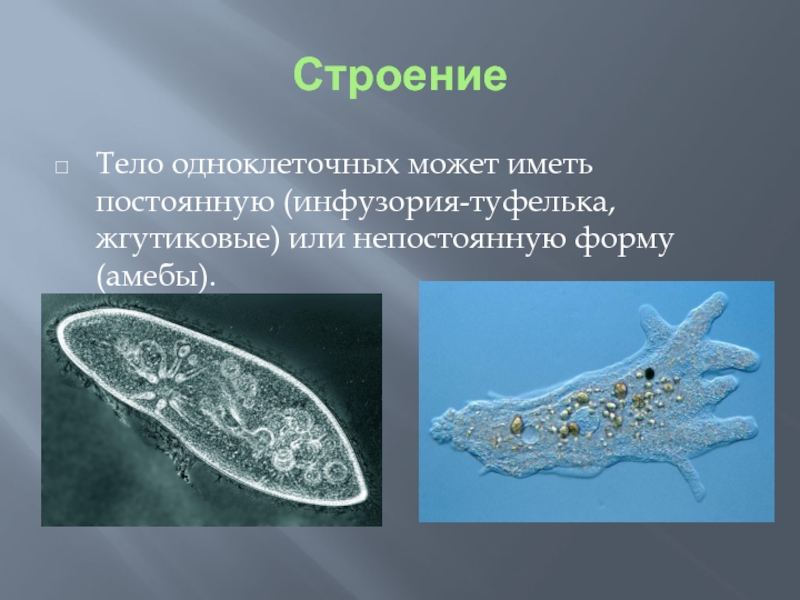 Картинки простейших организмов