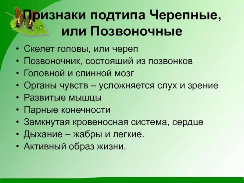 Человек относится к типу хордовые подтипу позвоночные