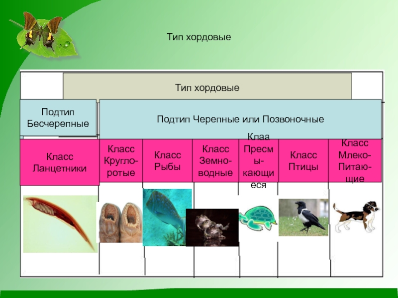 Тип хордовые схема