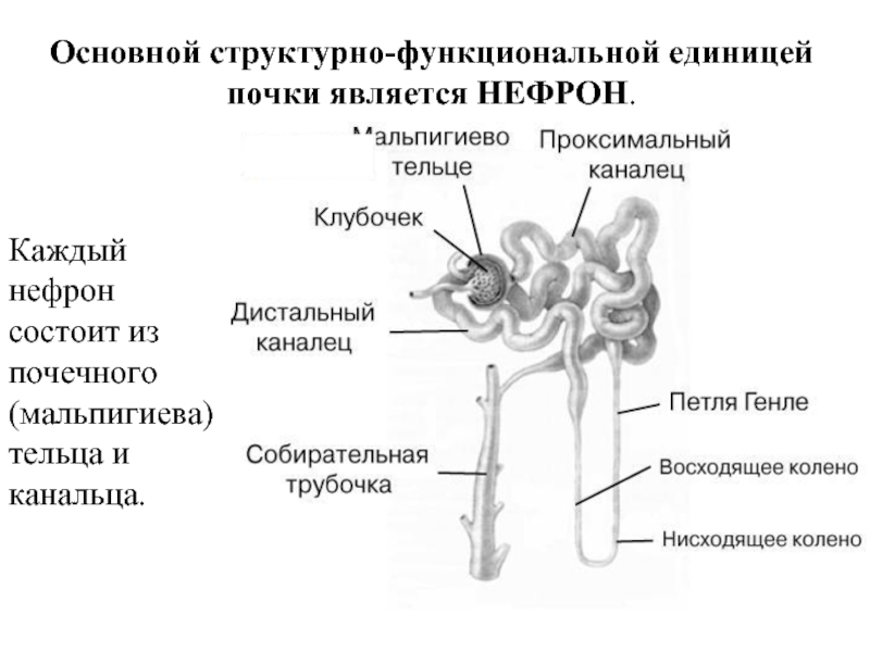 Рисунок строение почки и нефрона рисунок