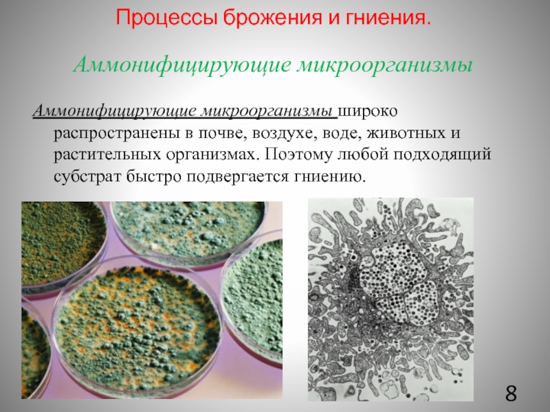 Микробиологические на аэробные микроорганизмы. Аммонификация микроорганизмы. Аммонифицирующие бактерии анаэробы. Брожение микроорганизмов микробиология. Аммофицирщие бактерии.