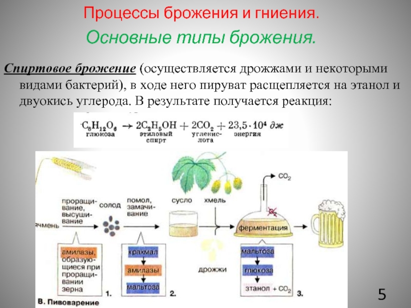 Процесс брожения. Процессы брожения и гниения. Типы брожения. Основные типы брожения. Бактерии спиртового брожения.