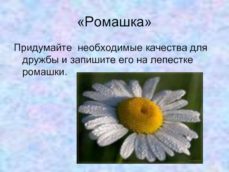 Ромашка предложение. Ромашка с качествами дружбы. Презентация Ромашка для детей. Поговорки про ромашку. Ромашка с качествами человека.