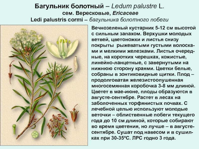 Растение багульник болотный описание и фото