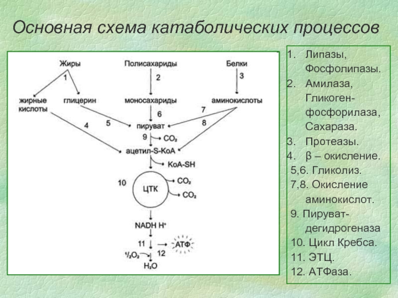 Схема катаболизма пвк