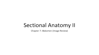 Sectional Anatomy II