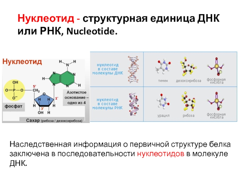 Изменение последовательности нуклеотидов в днк это. Нуклеотид это структурная единица. Структурная единица ДНК. Нуклеотиды РНК. Нуклеотиды ДНК И РНК.