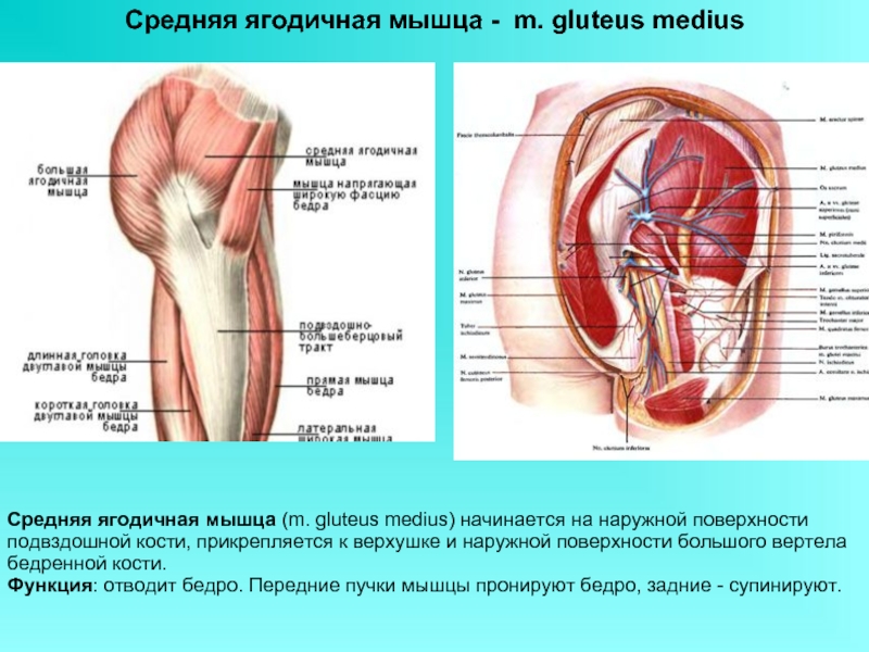 Прямая мышца бедра прикрепление