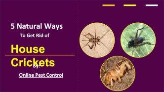 5 Natural Ways To Get Rid of House Crickets