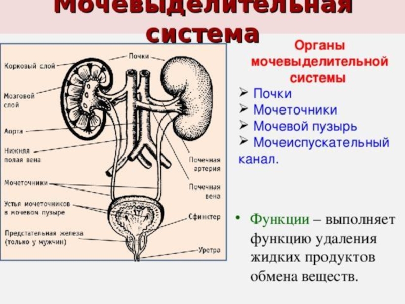 Какой орган выполняет. Мочевыделительная система почки мочеточники. Органы выделительной системы мочевой пузырь. Функции мочевыделительной системы анатомия. Секреторные функции мочевыделительной системы.