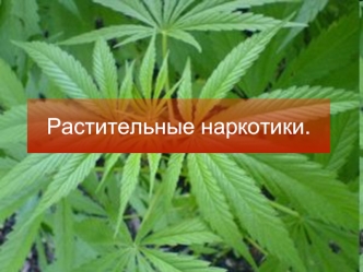 Растительные наркотики.